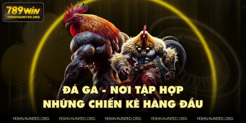 Đá Gà - Nơi tập hợp những chiến kê hàng đầu